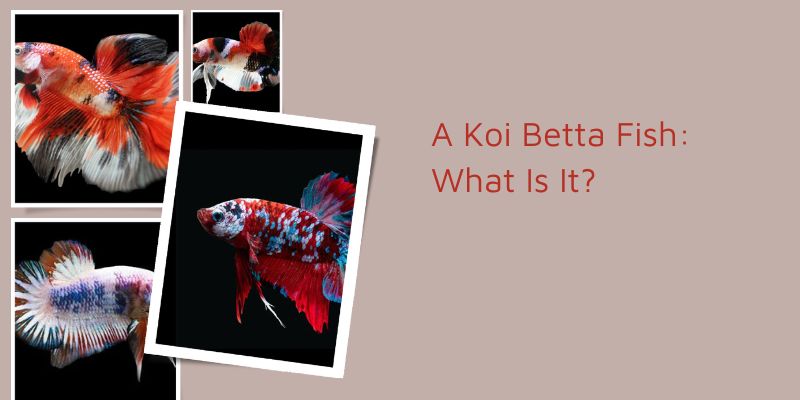 A Koi Betta Fish: What Is It?