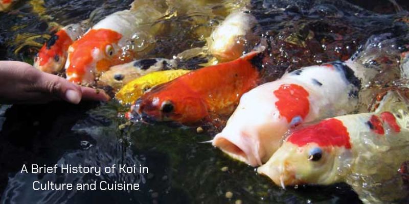 A Brief History of Koi in Culture and Cuisine
