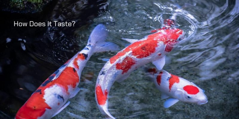 Can You Eat Koi Fish: How Does It Taste?
