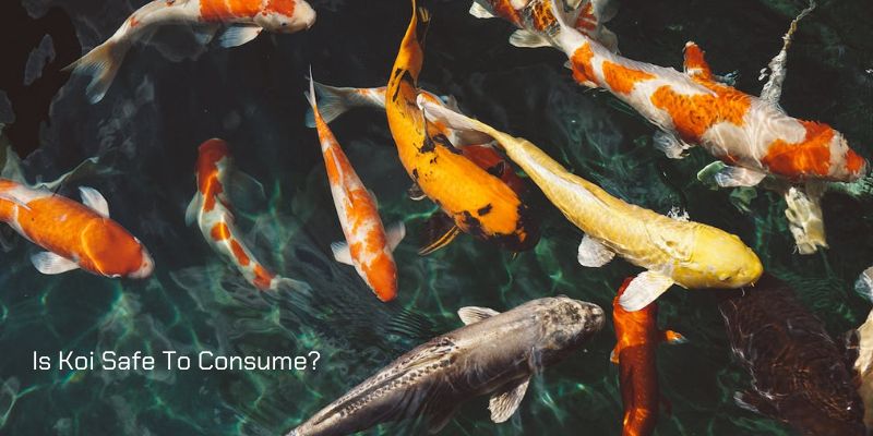 Can You Eat Koi Fish: Is Koi Safe To Consume?