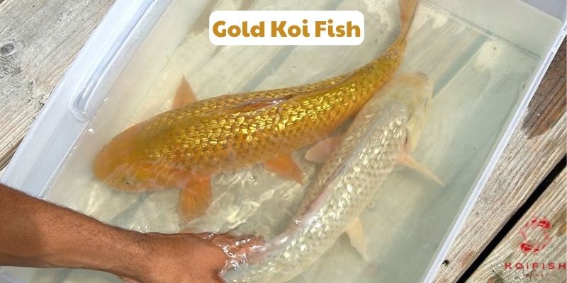 Gold Koi Fish