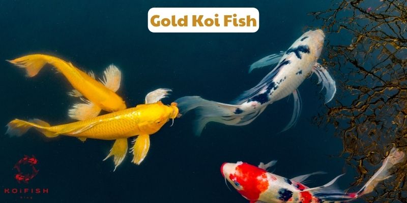 Gold Koi Fish