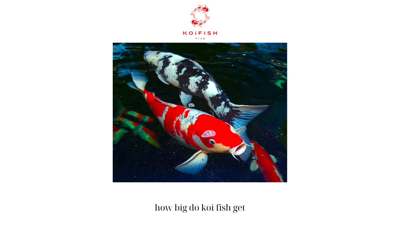 how big do koi fish get