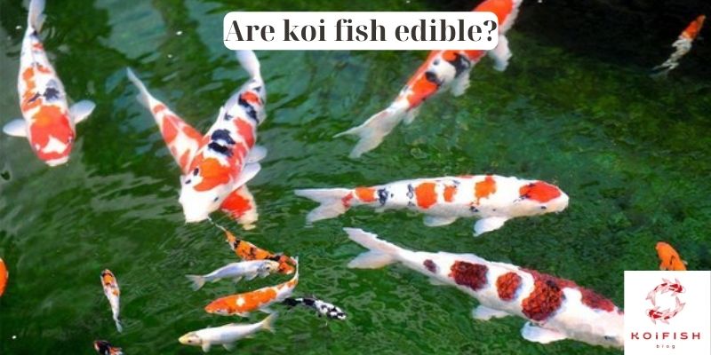 Are Koi Fish Edible