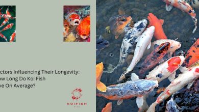 Factors Influencing Their Longevity: How Long Do Koi Fish Live On Average?