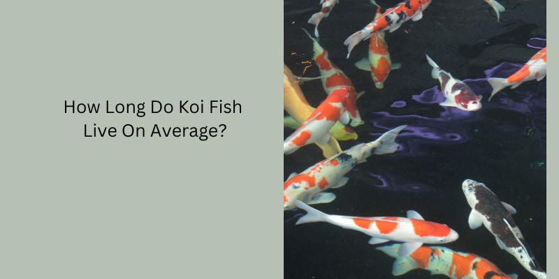 How Long Do Koi Fish Live On Average?