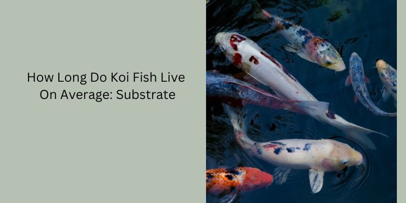 How Long Do Koi Fish Live On Average: Substrate