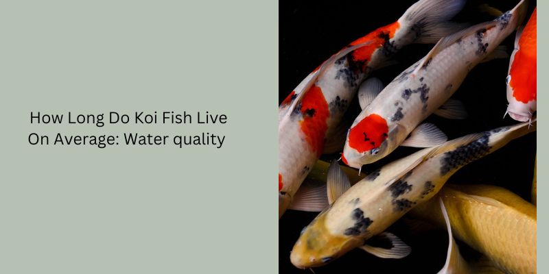 How Long Do Koi Fish Live On Average: Water quality 