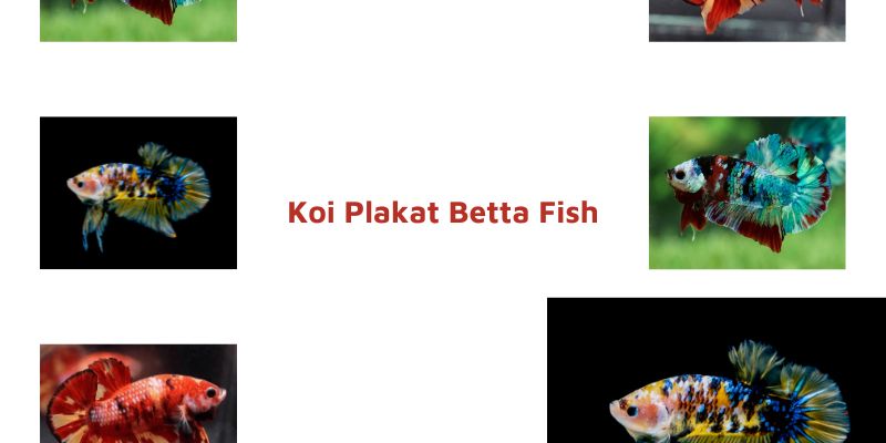 Koi Plakat Betta Fish