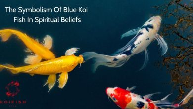 The Symbolism Of Blue Koi Fish In Spiritual Beliefs