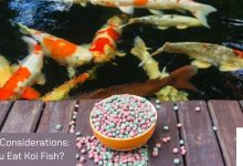 Culinary Considerations: Can You Eat Koi Fish?