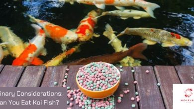 Culinary Considerations: Can You Eat Koi Fish?
