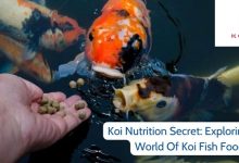Koi Nutrition Secret: Exploring The World Of Koi Fish Food