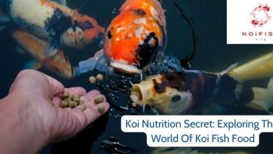 Koi Nutrition Secret: Exploring The World Of Koi Fish Food