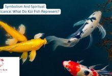 Symbolism And Spiritual Significance: What Do Koi Fish Represent?