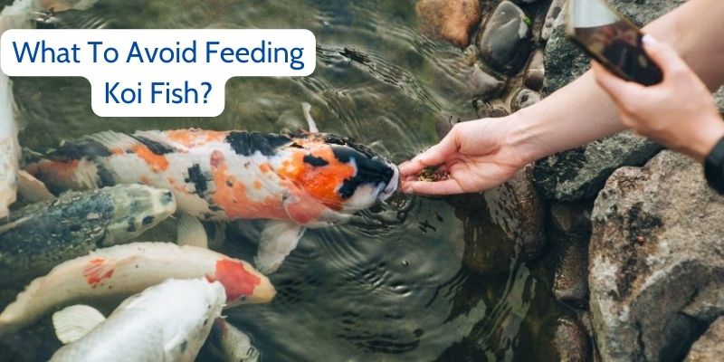 What To Avoid Feeding Koi Fish?