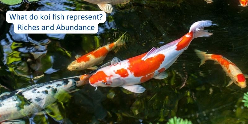 What do koi fish represent? Riches and Abundance