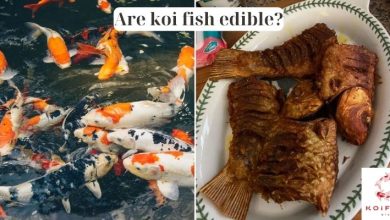 Are Koi Fish Edible