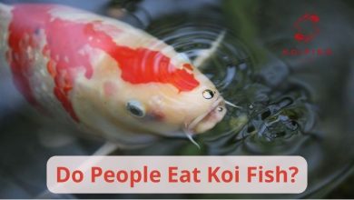 Do People Eat Koi Fish?